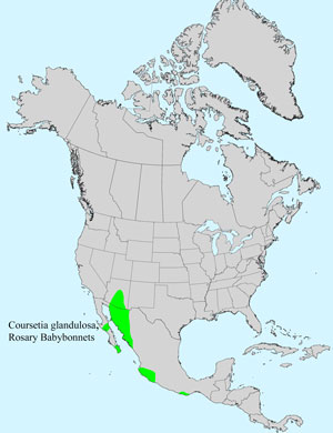North America species range map for Rosary Babybonnets, Coursetia glandulosa: